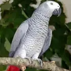 كاسكو مفقود