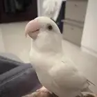 طير روز النوع ذكر