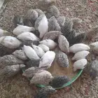 طيور سمان العمر شهر وثلاث ايام