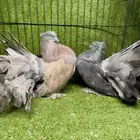 شماسي رقاص أمريكي سيامي منتج