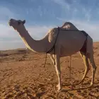 عشرا شقحا للبيع تحتها قعود