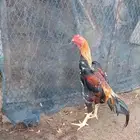 ديك شامو ياباني