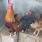 دجاج عربي كفو