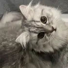قط تبني