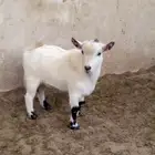 تيس قزمي  جذع