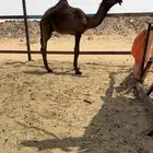 قعود مجهم فردي جده حاكمان الفصام