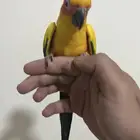 للبيع ببغاء صن كنيور اليف جدا وهدد