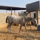 حصان إنجليزي