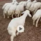 بهم تربيه