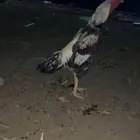 ديك سند اصيل