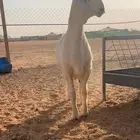 مشروع فحل حري صنف
