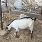 ماعز بيشي فاخر مرخ وكحل