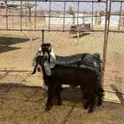 الموقع الصويدره