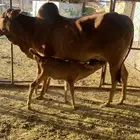 بقرة ناتج