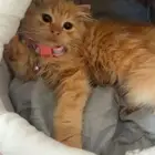 ابي كيتن للتبني