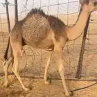 للبيع حاشي عمره 4 شهور