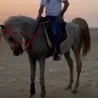 خيل عربي للبيع