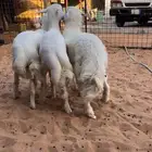 بهم حري فاخر