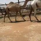 لليبع بكره