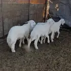 بهم مندي حري فل الفل شعره وطرف