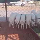 تم البيع العدد 8 فيه رخلين العمر 5 شهور مغلق شحم