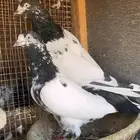 للبيع جوز تيدي