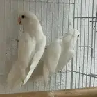 للبيع. جوز روز ابيض البينو و كنيور اخضر ذكر