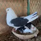 حمام ايراني طهراني خوارج فواخر