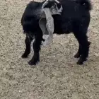 تيس