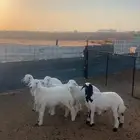 بهم