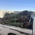 فسائل نخل للبيع جميع الأنواع