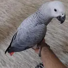 ببغاء كاسكو اليف ومتكلم وهدد