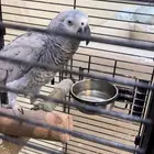 ببغاء كاسكو للبيع