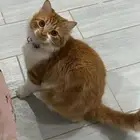 قط معقم للبيع بسعر رخيص