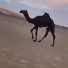 للبيع حواره الموقع غرب الافلاج