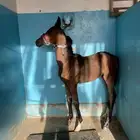 مهر واهو شيخ