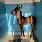 مهر وأهو شيخ