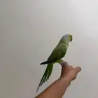 ذكر دره حمامه فرصه الا يدور شي حق الاطفال