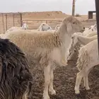 للبيع خروف حري فحل ثني