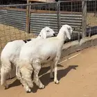 للبيع طليان مهجنه
