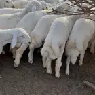 طليان