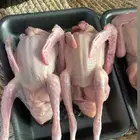 زغاليل حمام فرنسي