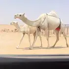 عشرا وضحى كفوو