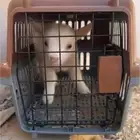 ماعز سوبر قزم عمر اسبوعين للبيع