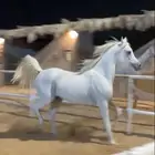 مطلوب حصان اصفر