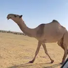 البكار الصفر الثنتين الكفو