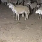 غنم حريات مراح صنف