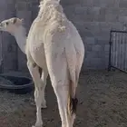 للبيع حاشي قعود قصب سمين نظيف