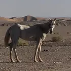 فرس