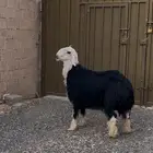 طلي جذع طيب بالحيل